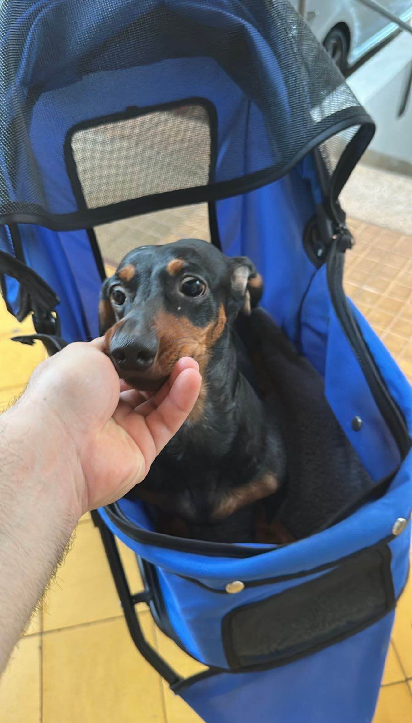 Photo by https://trato-hecho.nyc3.digitaloceanspaces.com/nextImages/(1)-carrito-para-mascotas-IMG_3379.jpeg